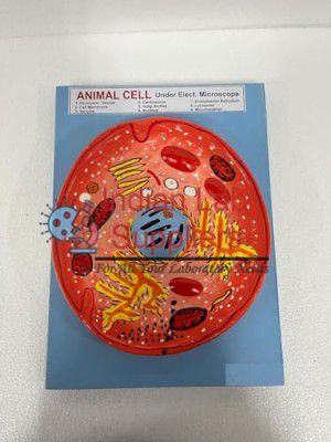 Animal Cell Model STEM Science Lab Demonstration Model